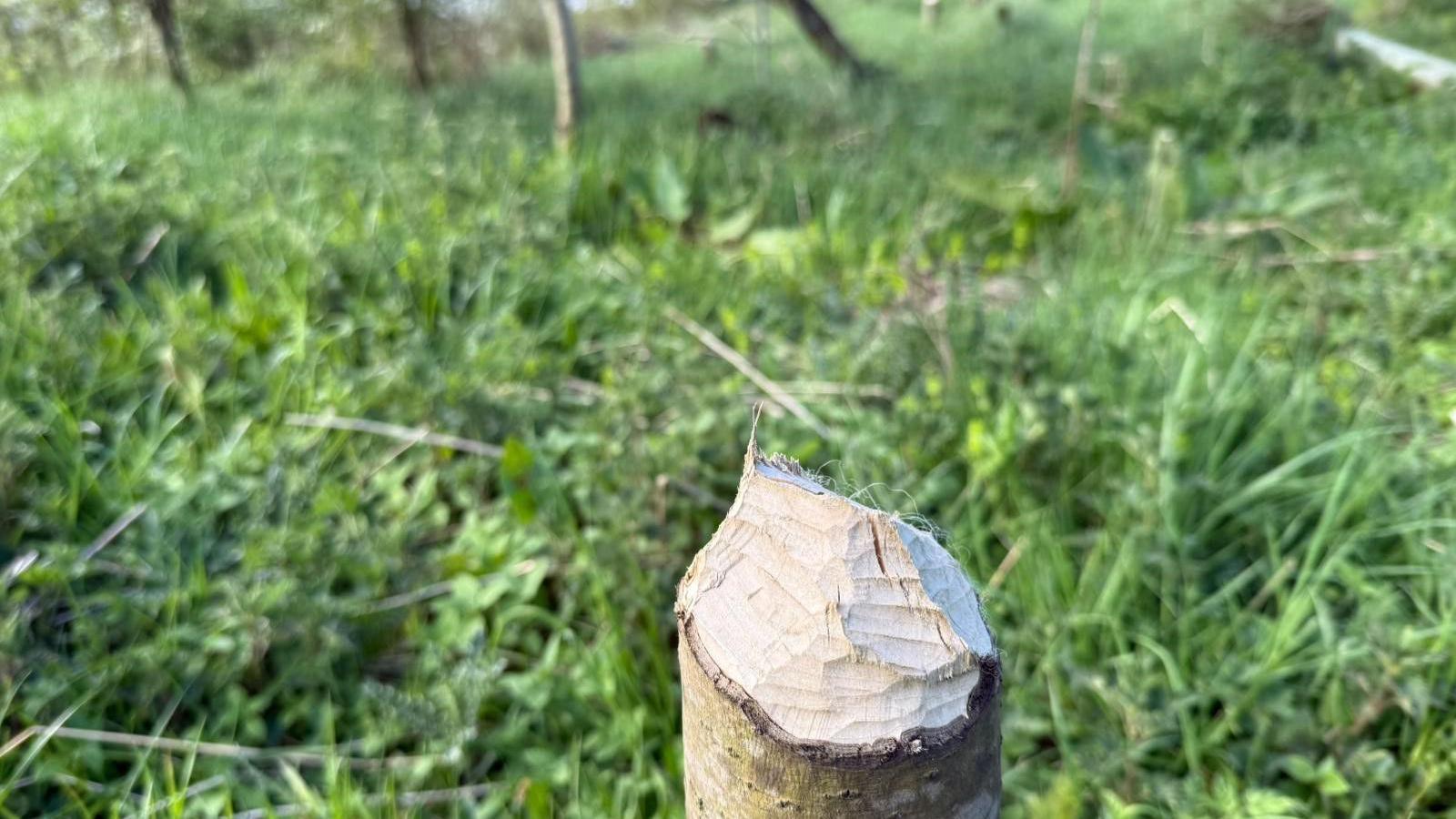 A small tree trunk at the centre of the photograph has large gnaw marks on it and behind it a few trees on their side are just visible. 