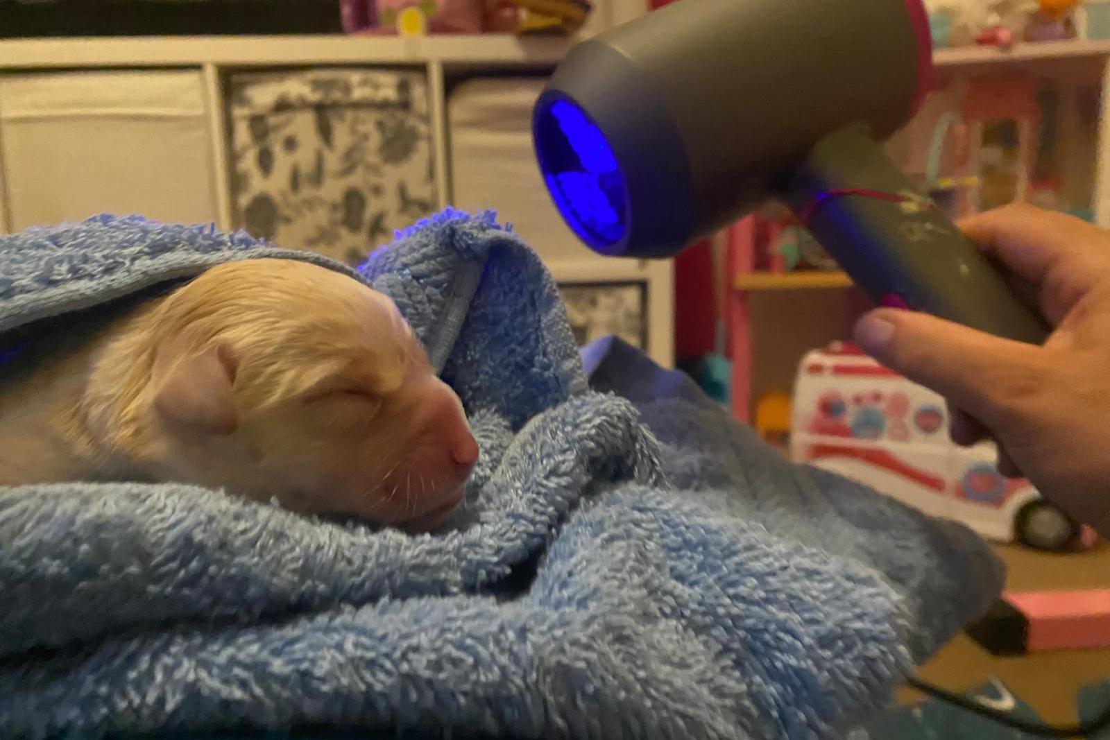 Pup lying on blue towel under a warming hairdryer