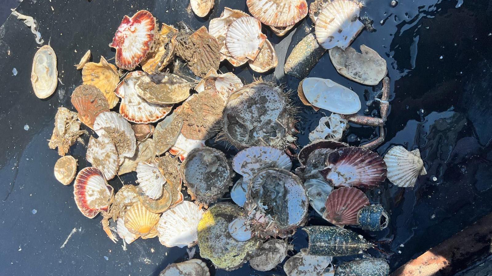 A mass of shellfish shells of various types, colours, shades and hues, some mottled, some of different colours such as blue, red, green, yellow and brown as well as a striking dark background which accentuates the striking colours of the creatures that have been eaten and left empty by presumably a hungry octopus.