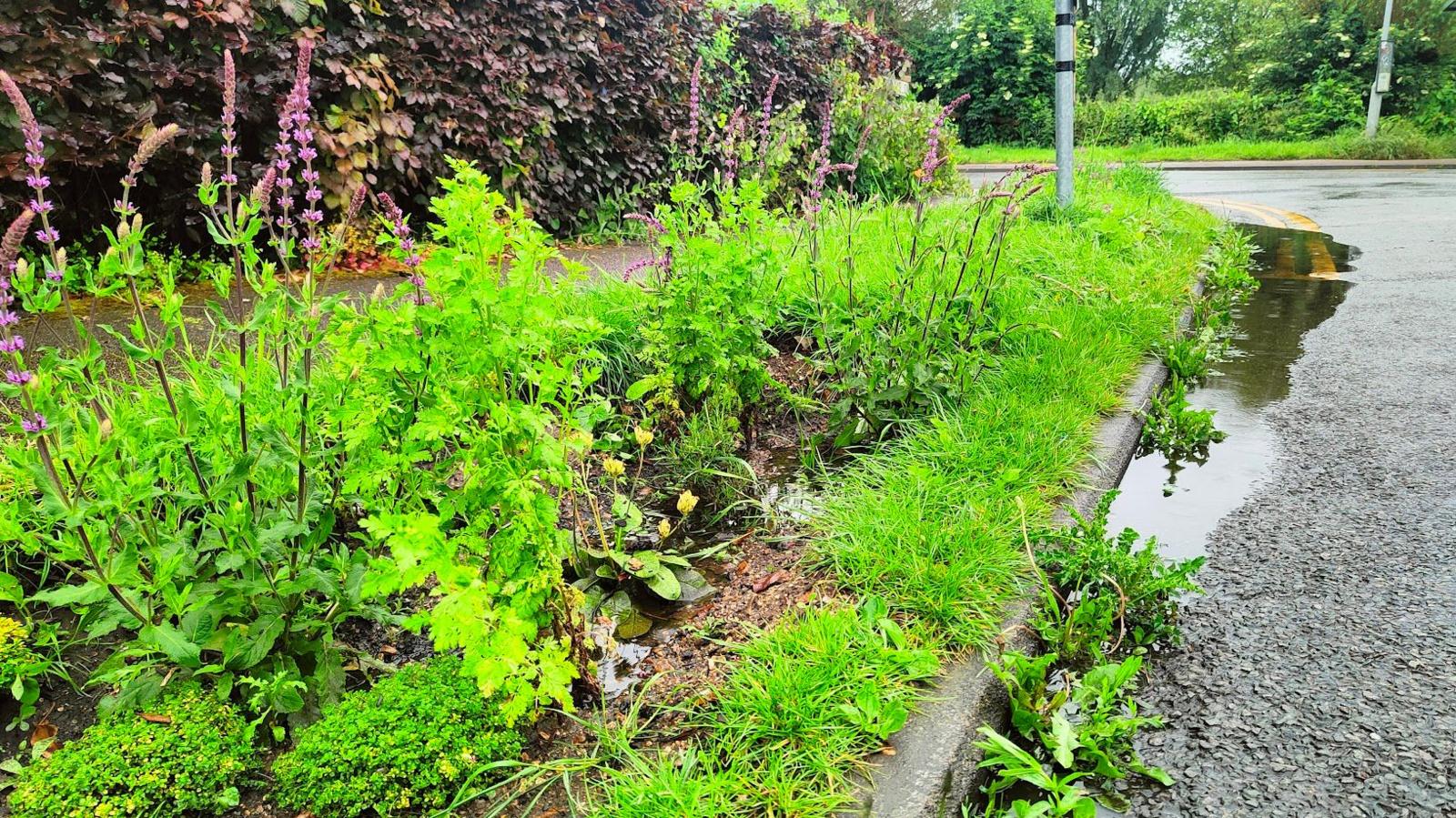 Bright green plants with pink flowers in a flowerbed between a footpath and the kerb, alongside a road. There is a small pool of water visible in the flowerbed, and a puddle on the road next to the kerb.