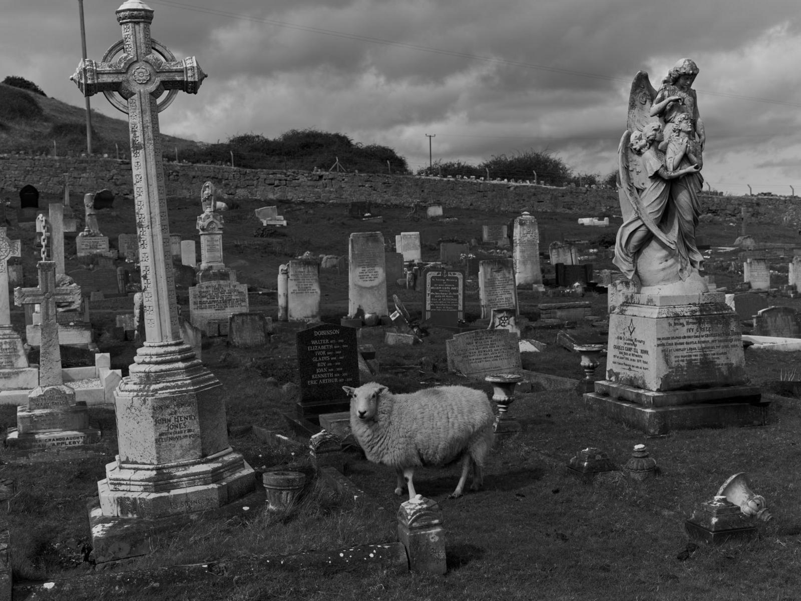 A sheep in a graveyard taken at Great Orme, Llandudno