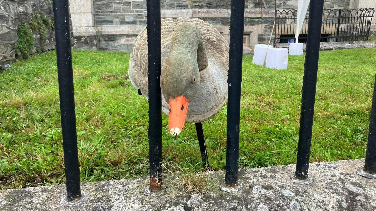 Goose behind bars