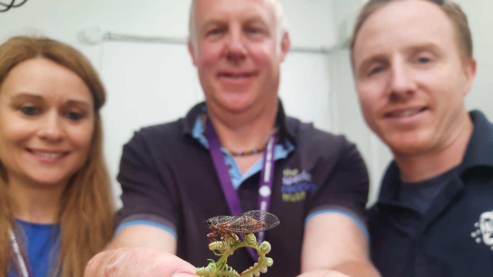 Three people stand behind a cicada