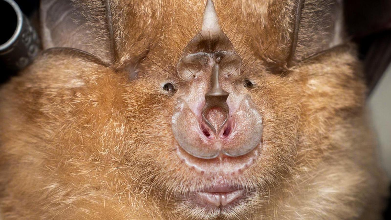 Close-up of a greater horseshow bat face, a light-brown, ginger fluffiness, a hose that looks horned and has a horseshoe shape. Small black eyes.