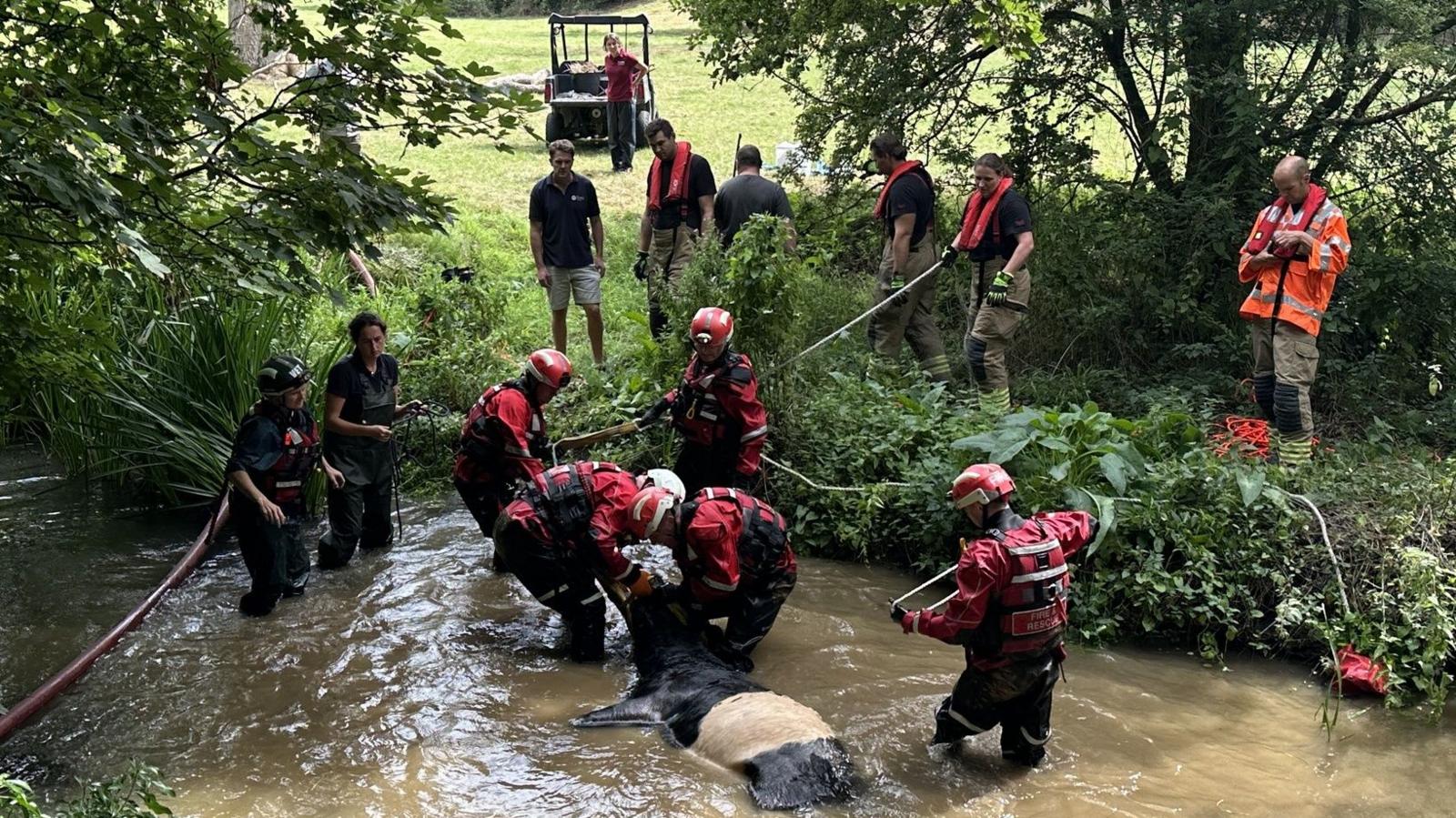 A rescue team including firefighters in specialist red and black uniforms tending to a horizontal cow in a river