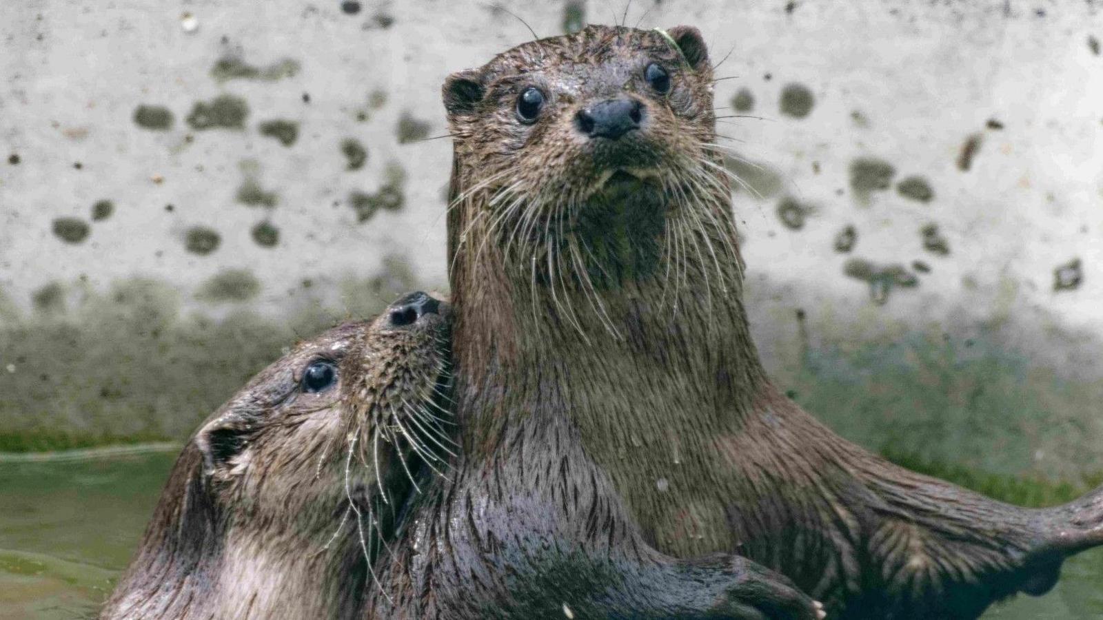 Two otters, who were released back into the wild 