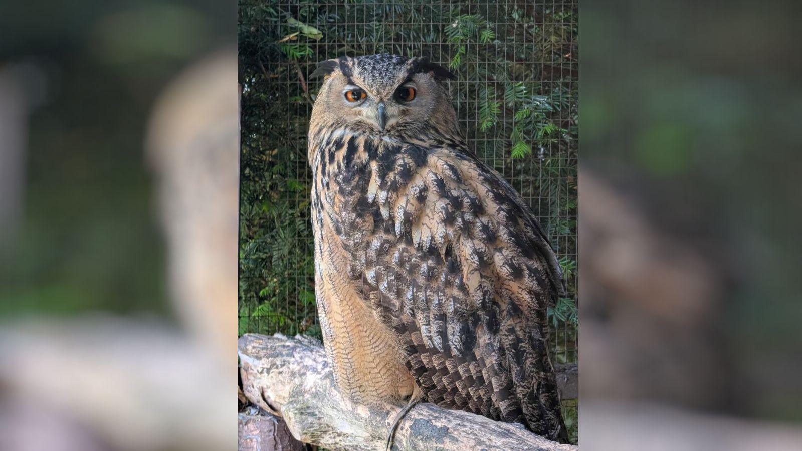 An eagle owl sitting on a rock.