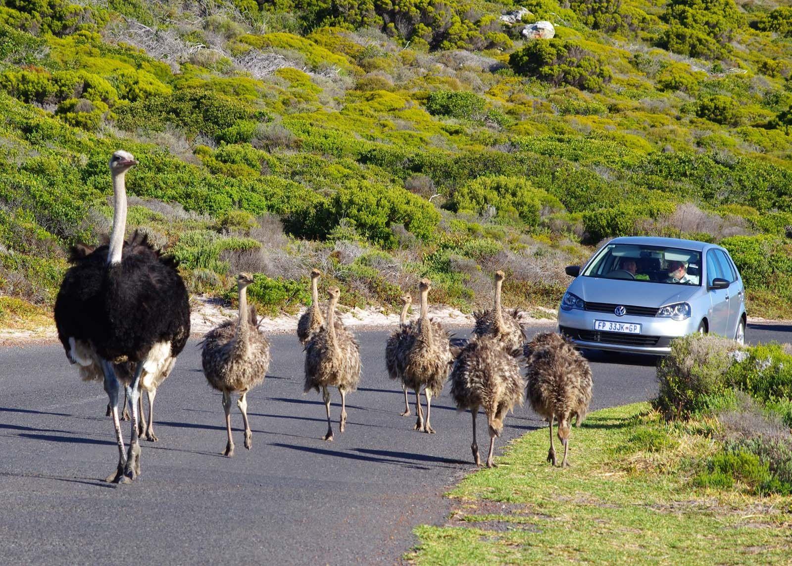 A car follows a group of ostriches on a road