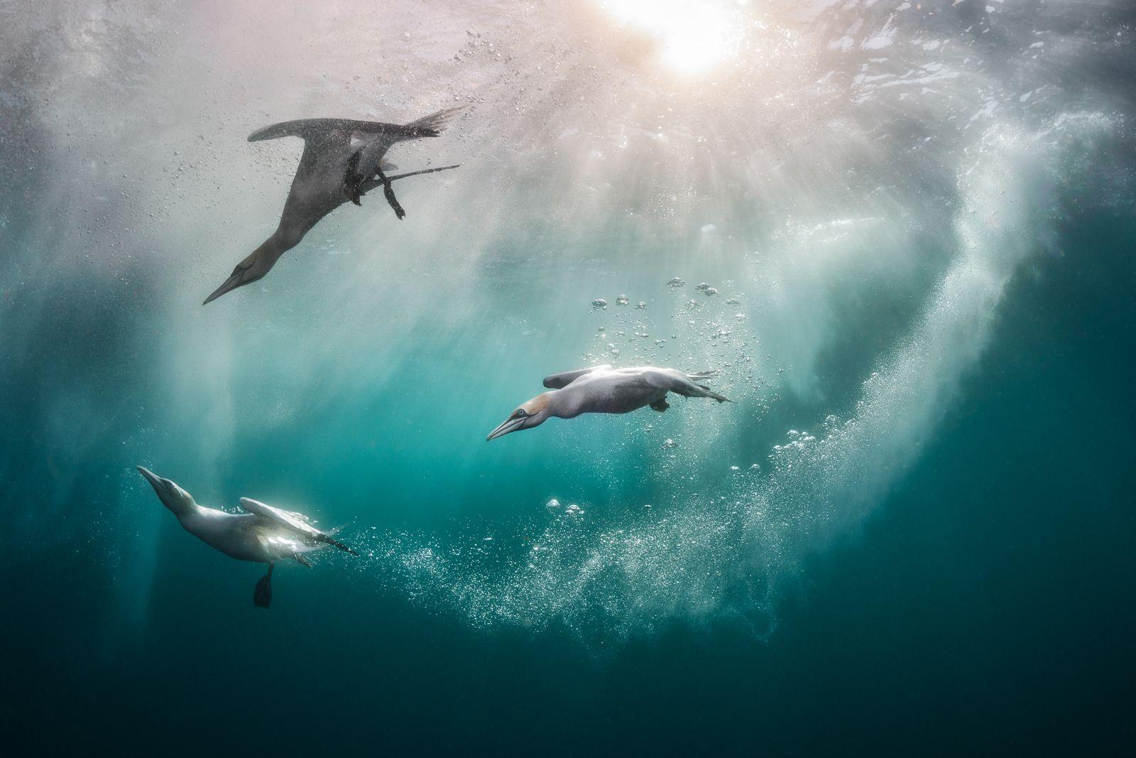 Three diving seabirds under the water 