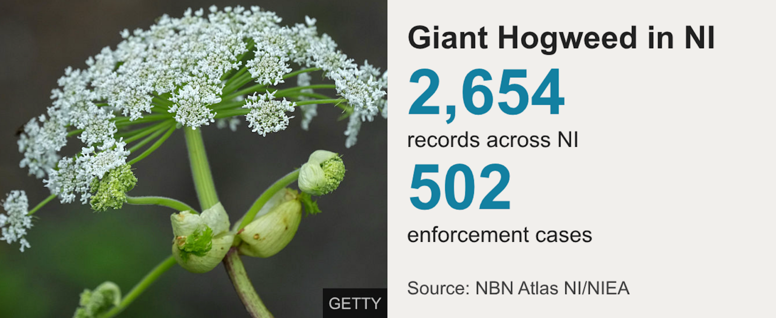 A graphic which shows that there are 2,654 records across NI of giant hogweed and 502 enforcement cases. 