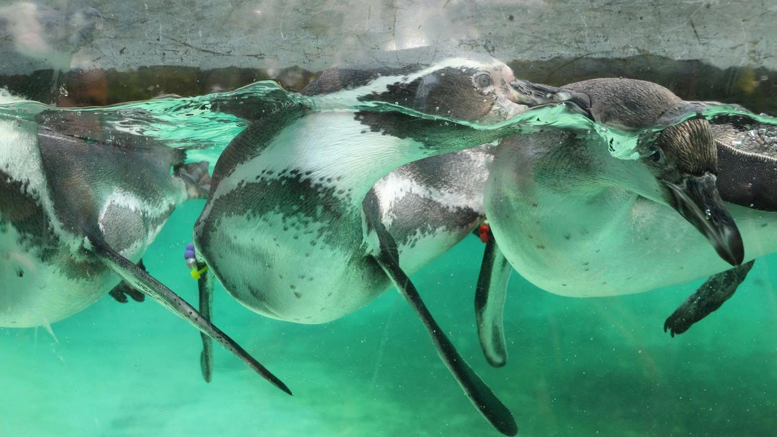 Humboldt penguins swimming. 