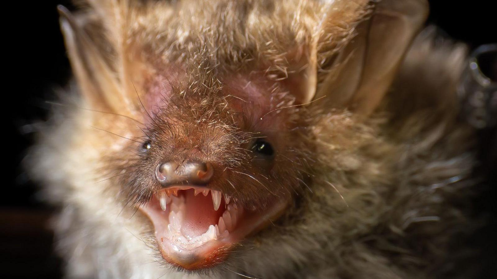 Close-up of a fluffy brown bat's face, with small black eyes, big ears with an open mouth with small, sharp teeth.