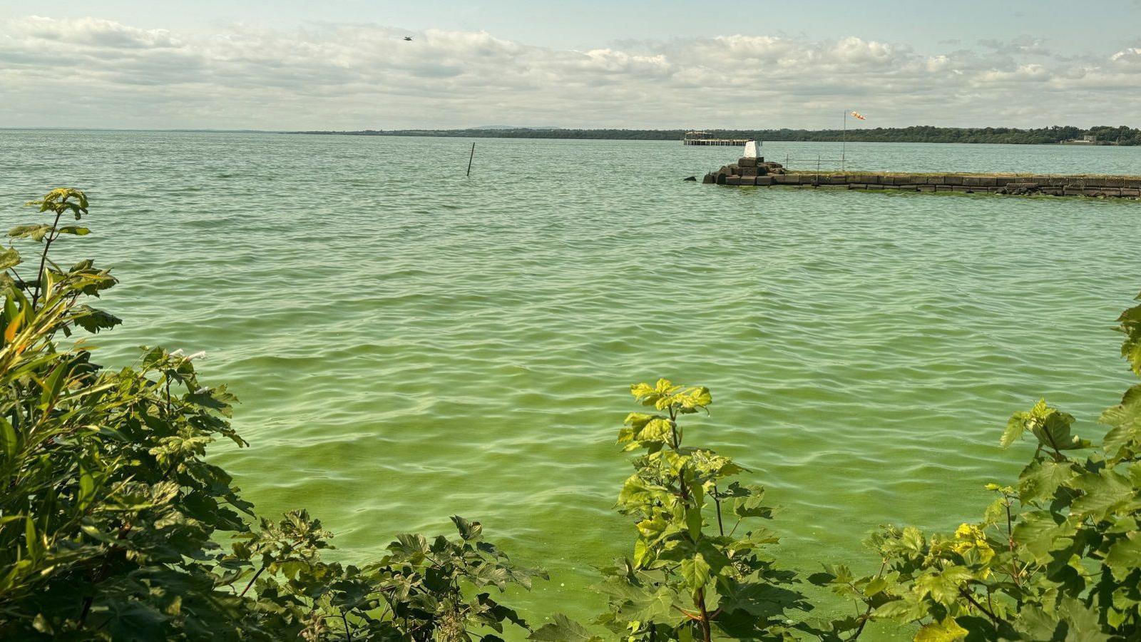 Lough Neagh covered in blue-green algae 