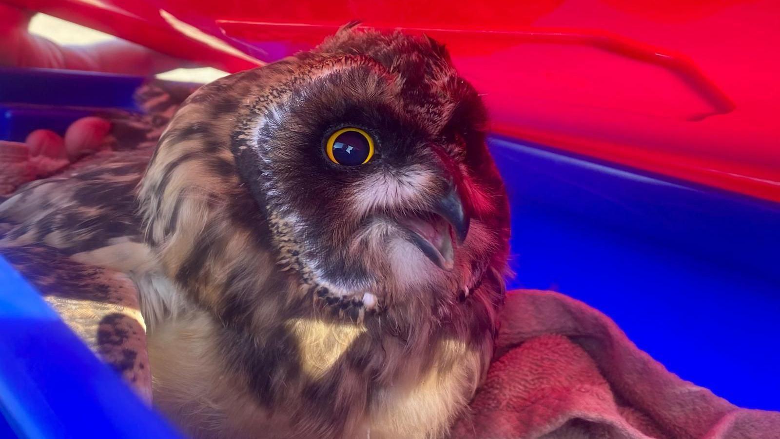 A short-eared owl in a small towel