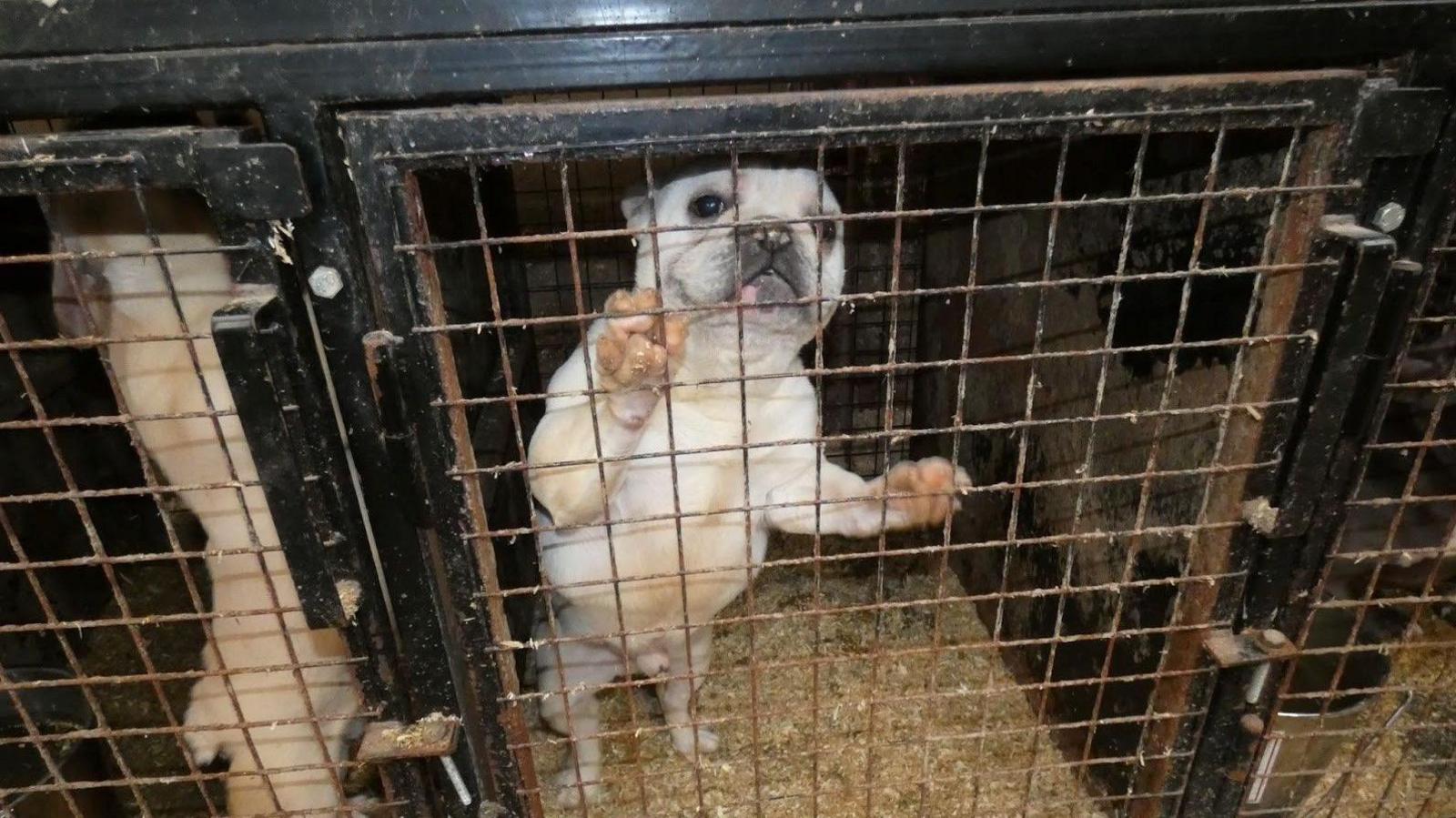 Two white dogs in cages, both standing on hind legs with their paws against on the metal bars.