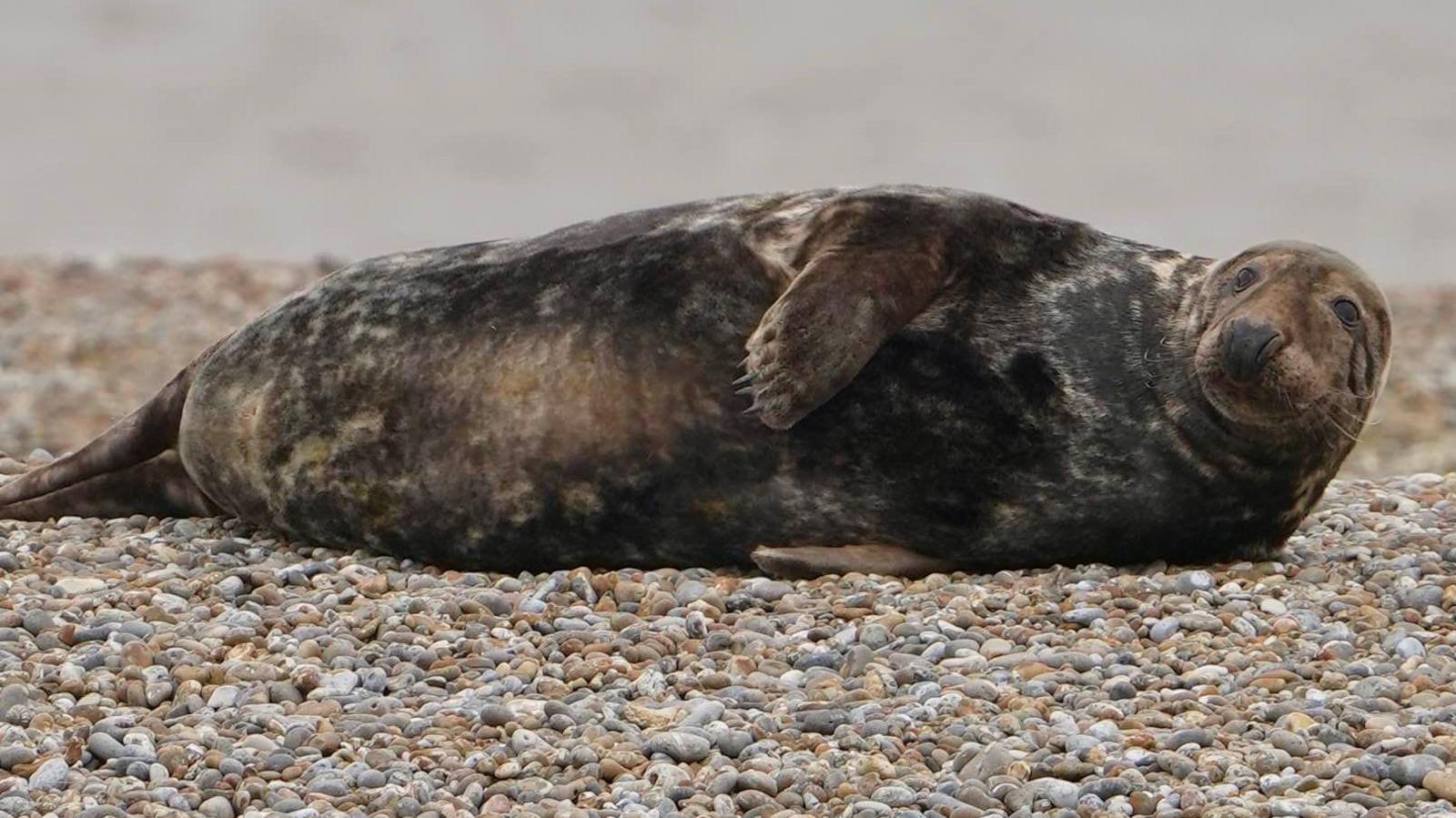 An adult grey seal is pictured lying on a shingle beach on its side. It is looking away from the camera with one flipper resting on its stomach. The North Sea can been in the distance behind it. 