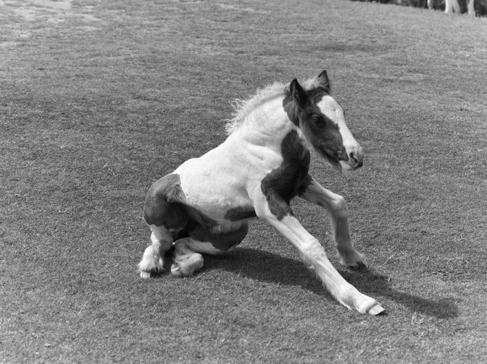 A black and white photograph of a foal at Worm's Head on the Gower