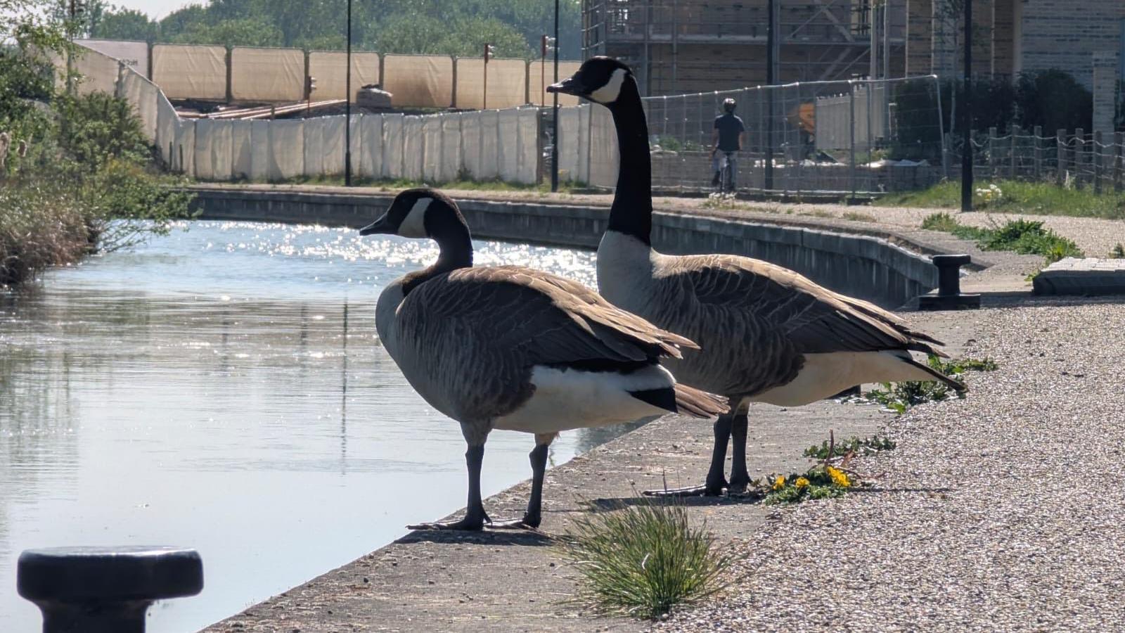 Two Canada Geese perch on the edge of a canal in Witchelstowe in Swindon in Wiltshire