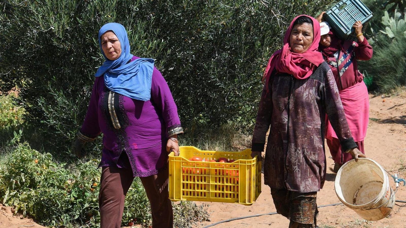 Farmers, mostly women, pick tomatoes from a field in Sbikha town, which has been having drinking water problems for years, near Tunisia's central city of Kairouan on June 25, 2024.