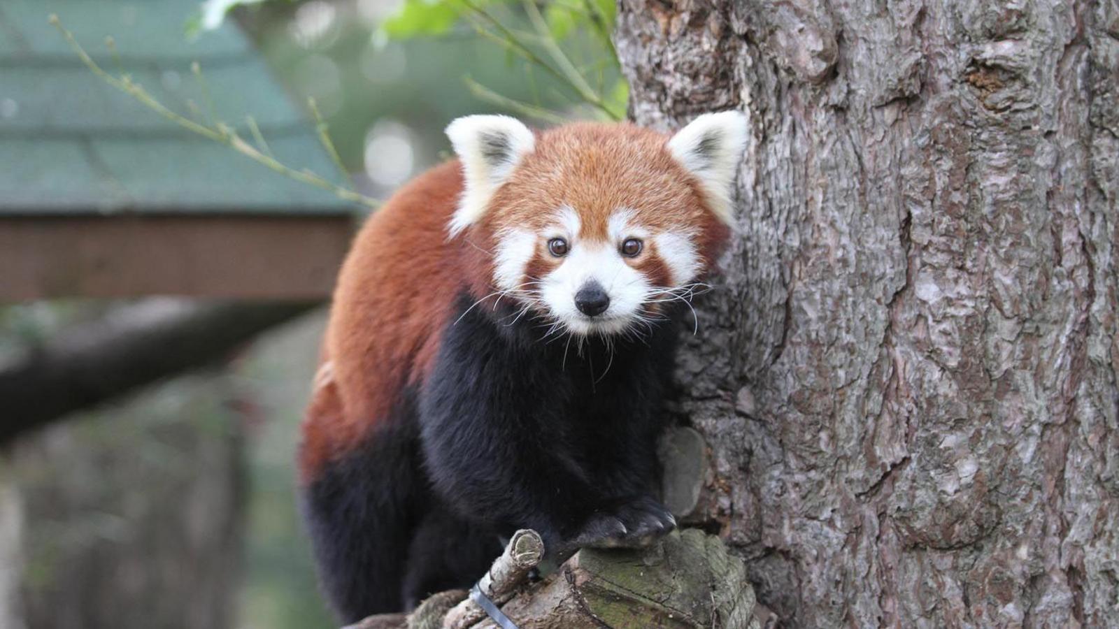 Ginger the adult red panda sits on a tree perch looking towards the camera. She has dark brown limbs and a red and white face.