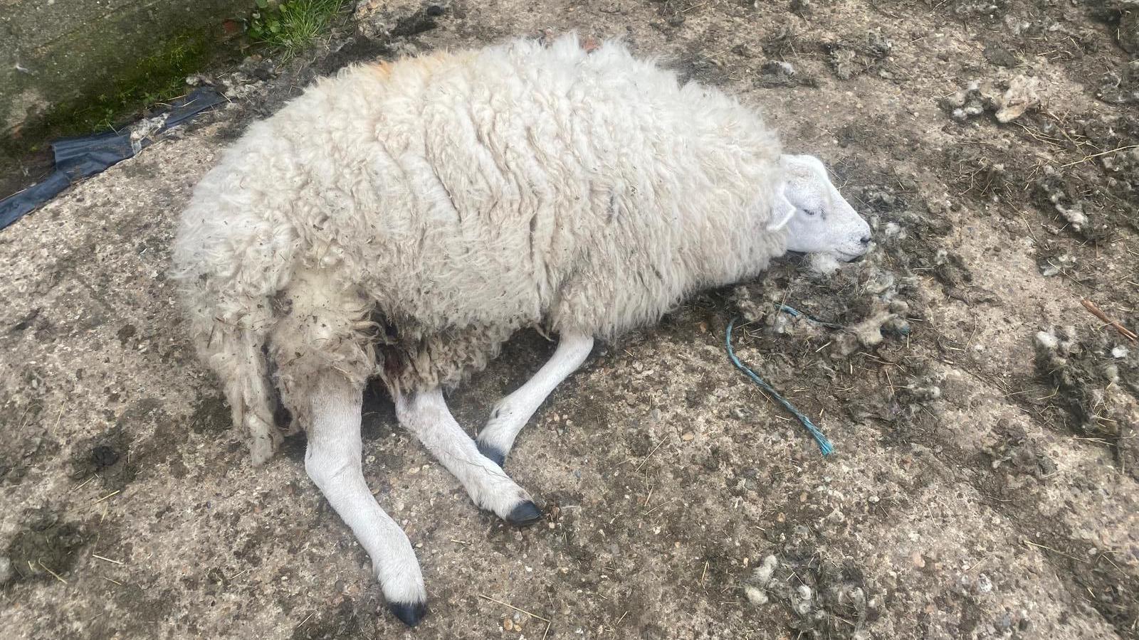 Sheep attacked by a dog