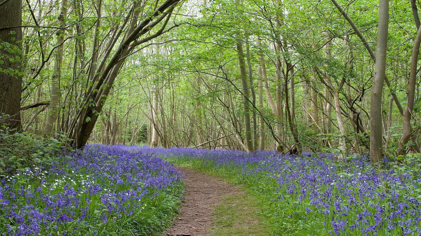 A daylight photo of a curving path through a woodland, with the light visible through a thin canopy of trees. To either side of the path are thick growths of bluebell flowers.