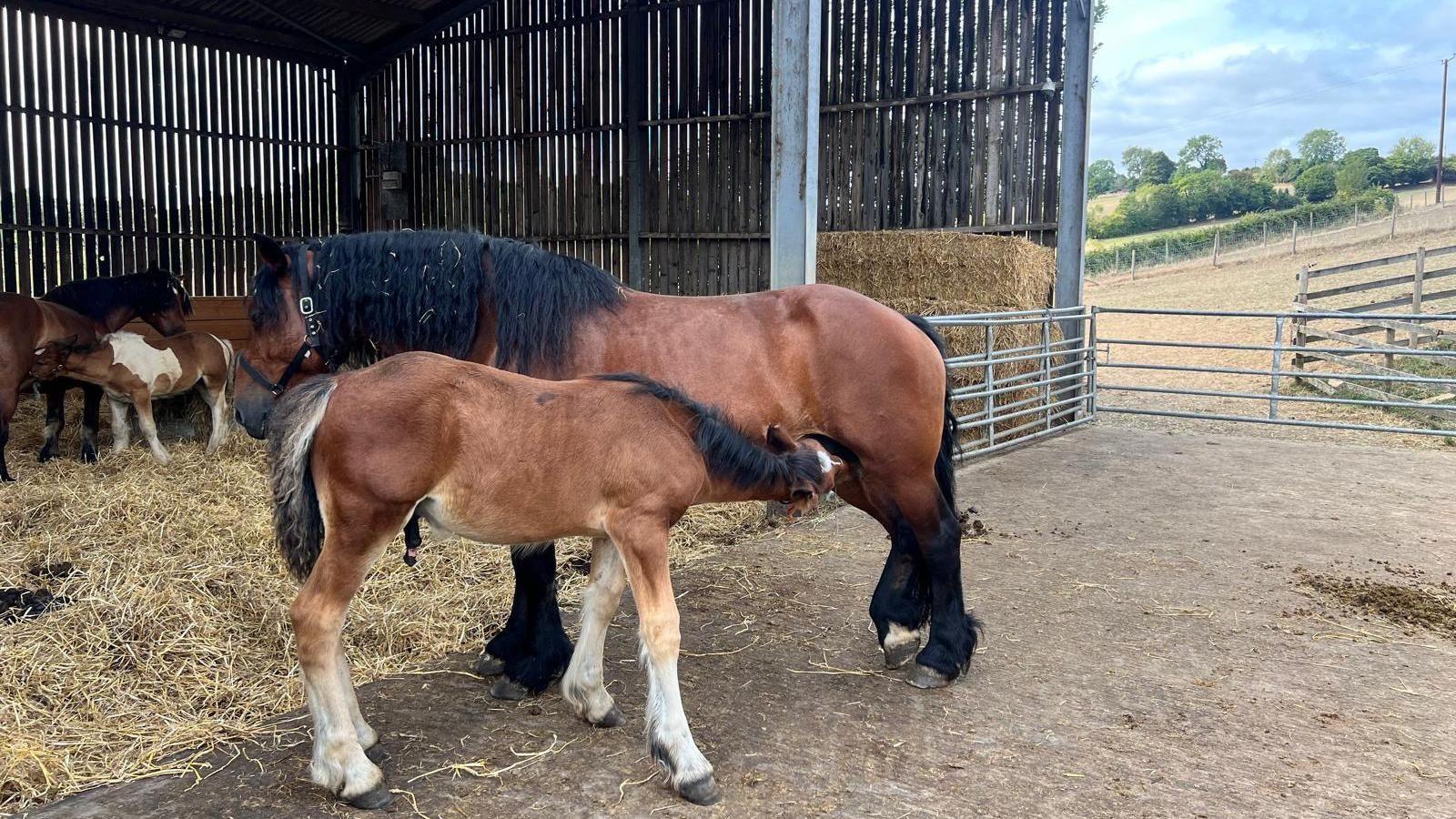 A foal drinking milk from a mare. They are stood outside a farm shelter.