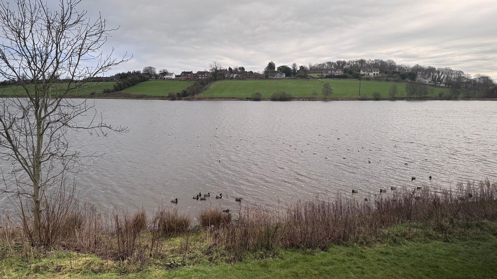 A body of water with some ducks and other wildfowl on it