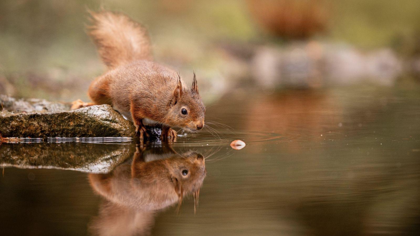 A red squirrel is sitting by a body of water looking at an acorn drifting away. The squirrel is mirrored in the water.