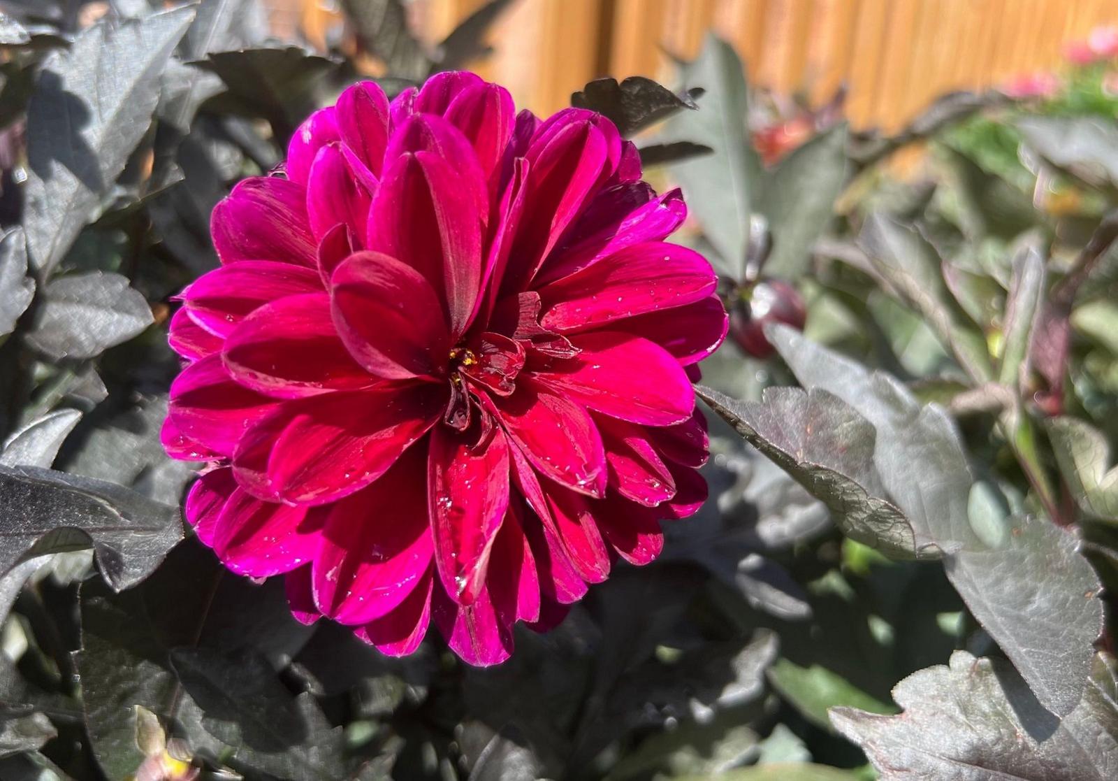 Pink petals can be seen from a flower in the centre of the photo with green, broad leaves behind it and a brown fence in the distance.