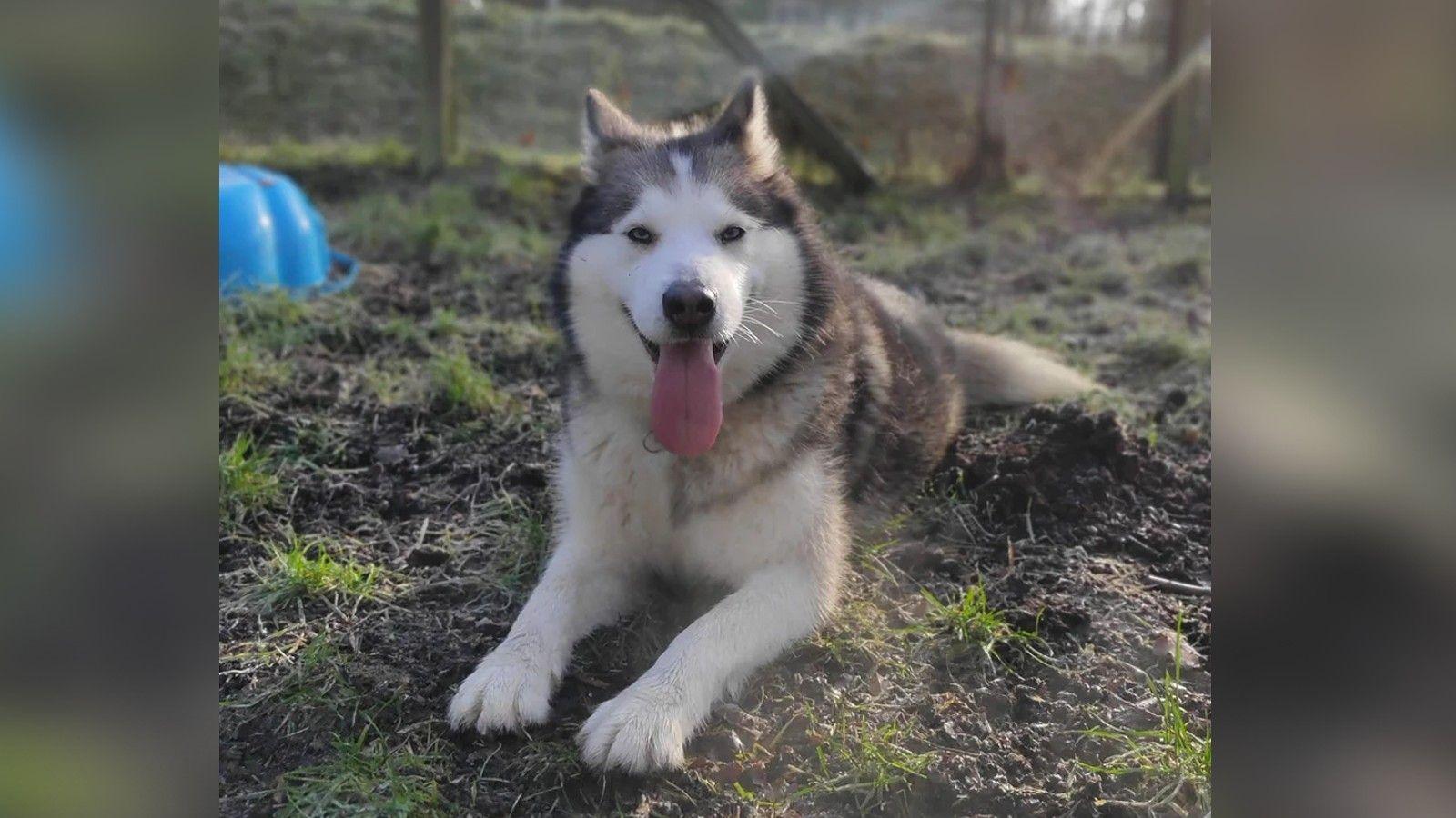 A husky dog on a muddy and grassy ground lying and smiling at the camera with its tongue out