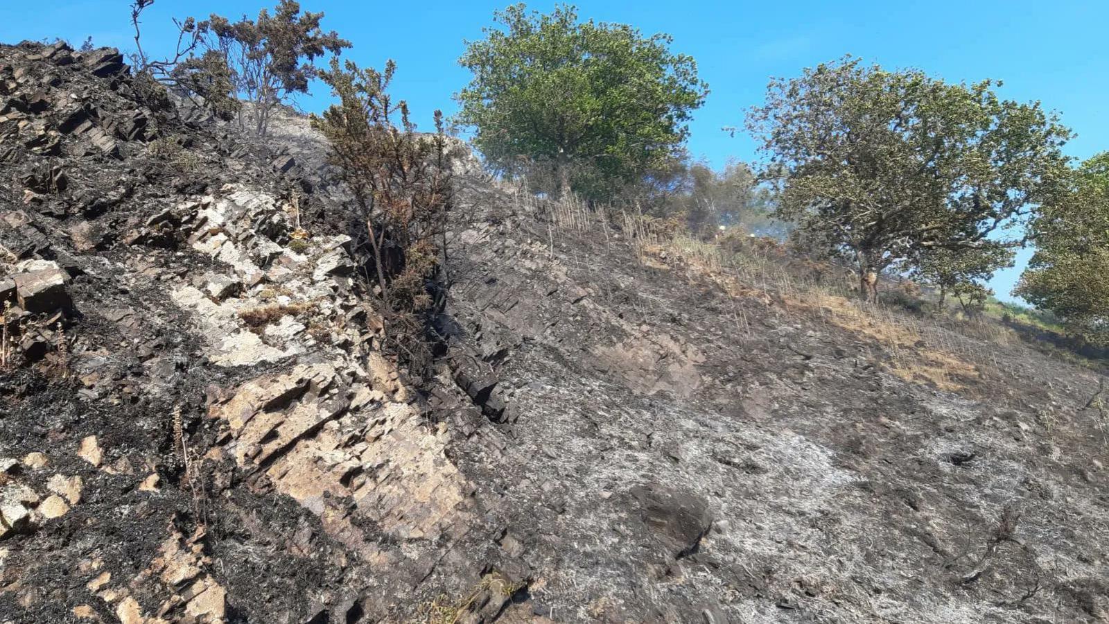 Burned area of wildlife reserve