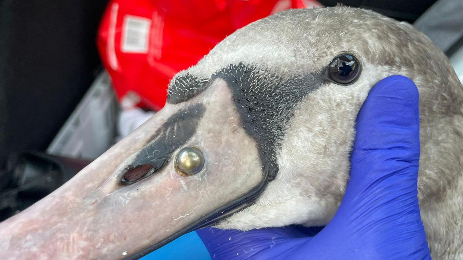 A picture of a swan's head, which is being held by a blue-gloved hand. The swan is grey in colour indicating it is fairly young. A gold-coloured ball bearing is embedded in its beak close to its face.