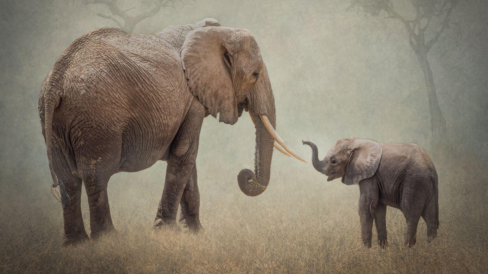 An adult elephant is facing a baby elephant. The baby elephant is lifting its trunk and the adult elephant is looking at the baby.