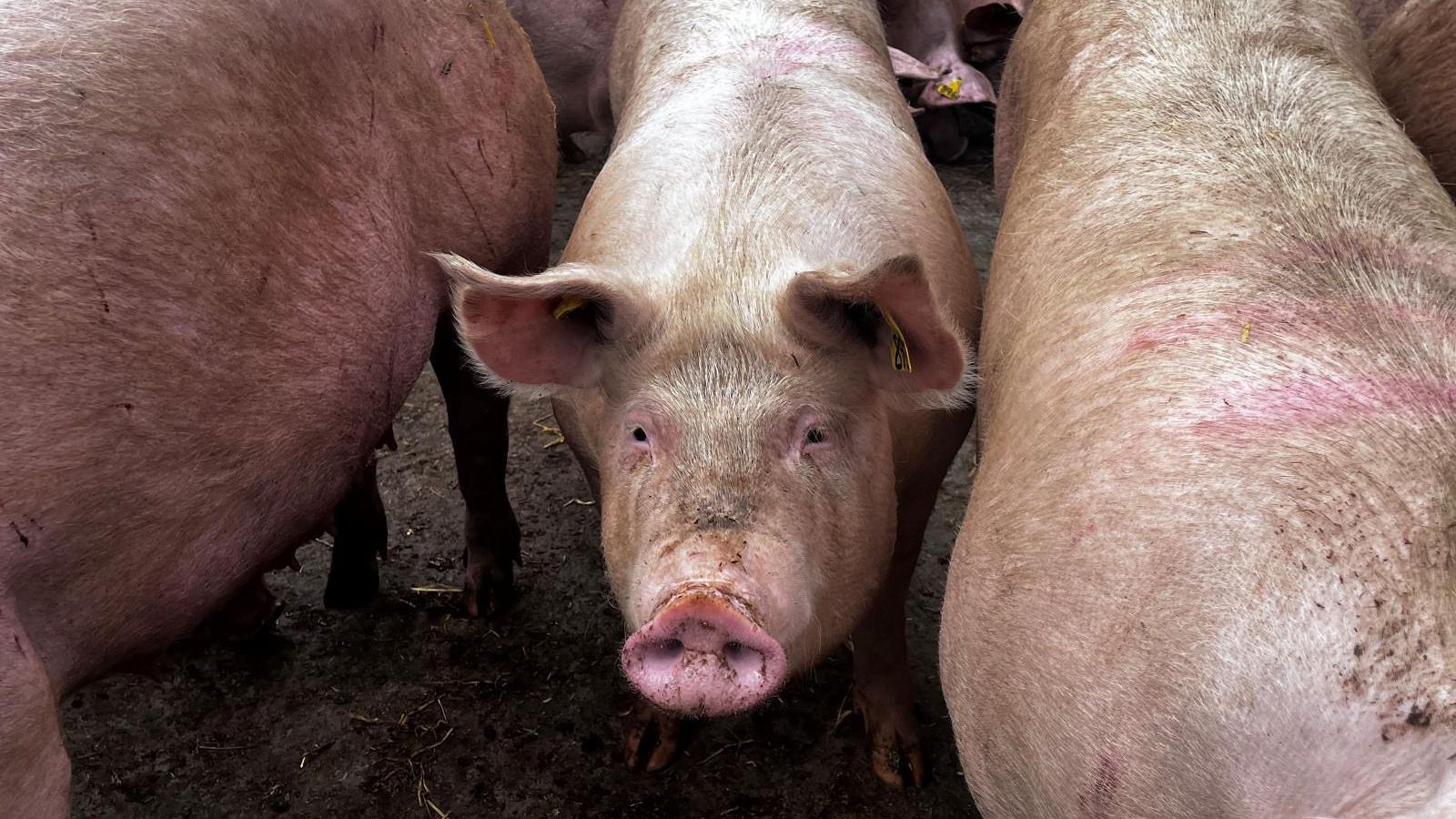 A pig