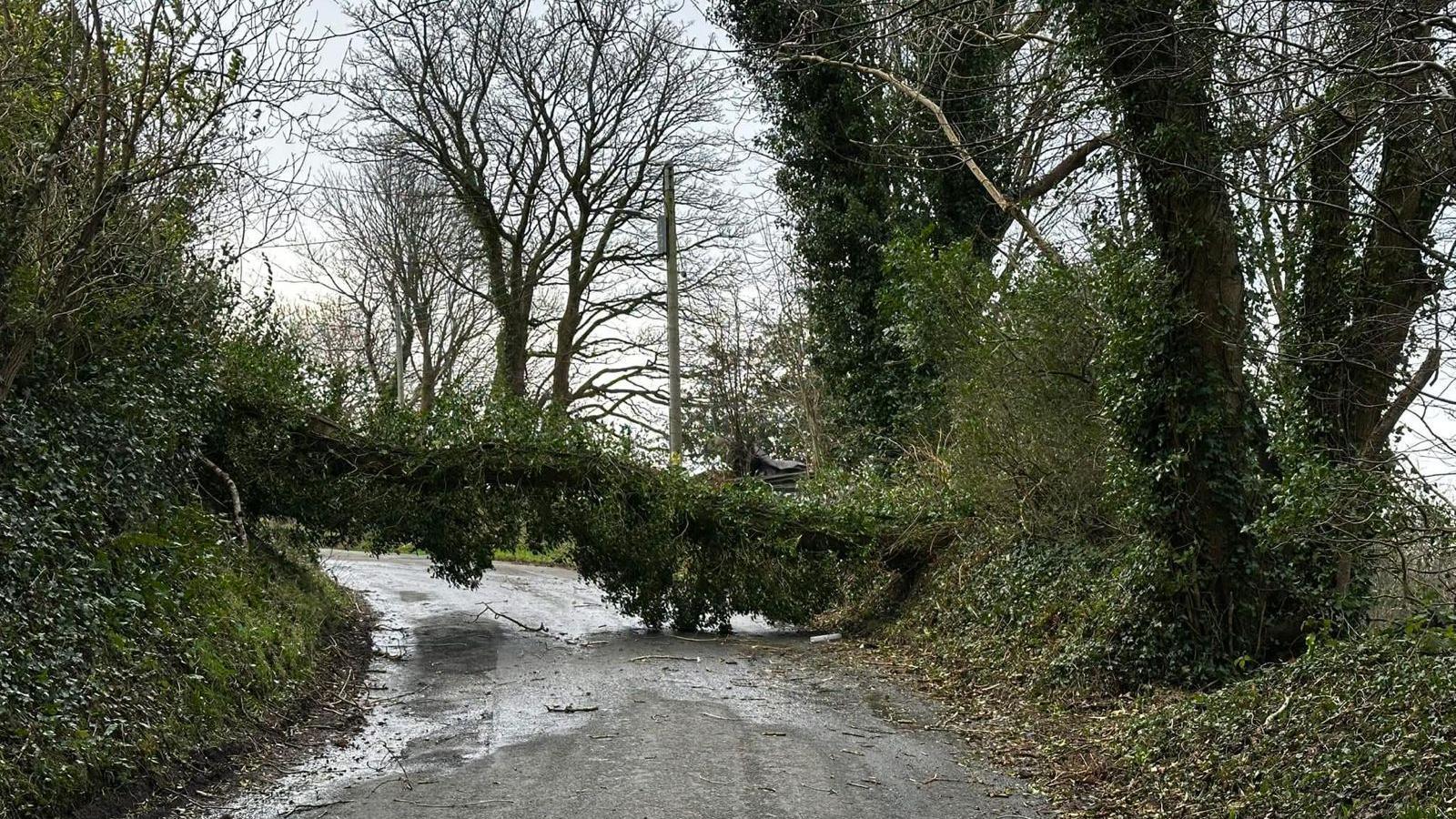 A fallen tree covered in ivy completely blocks a narrow country road.