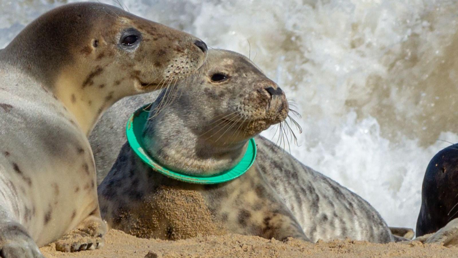 Seal with a ring stuck over its head