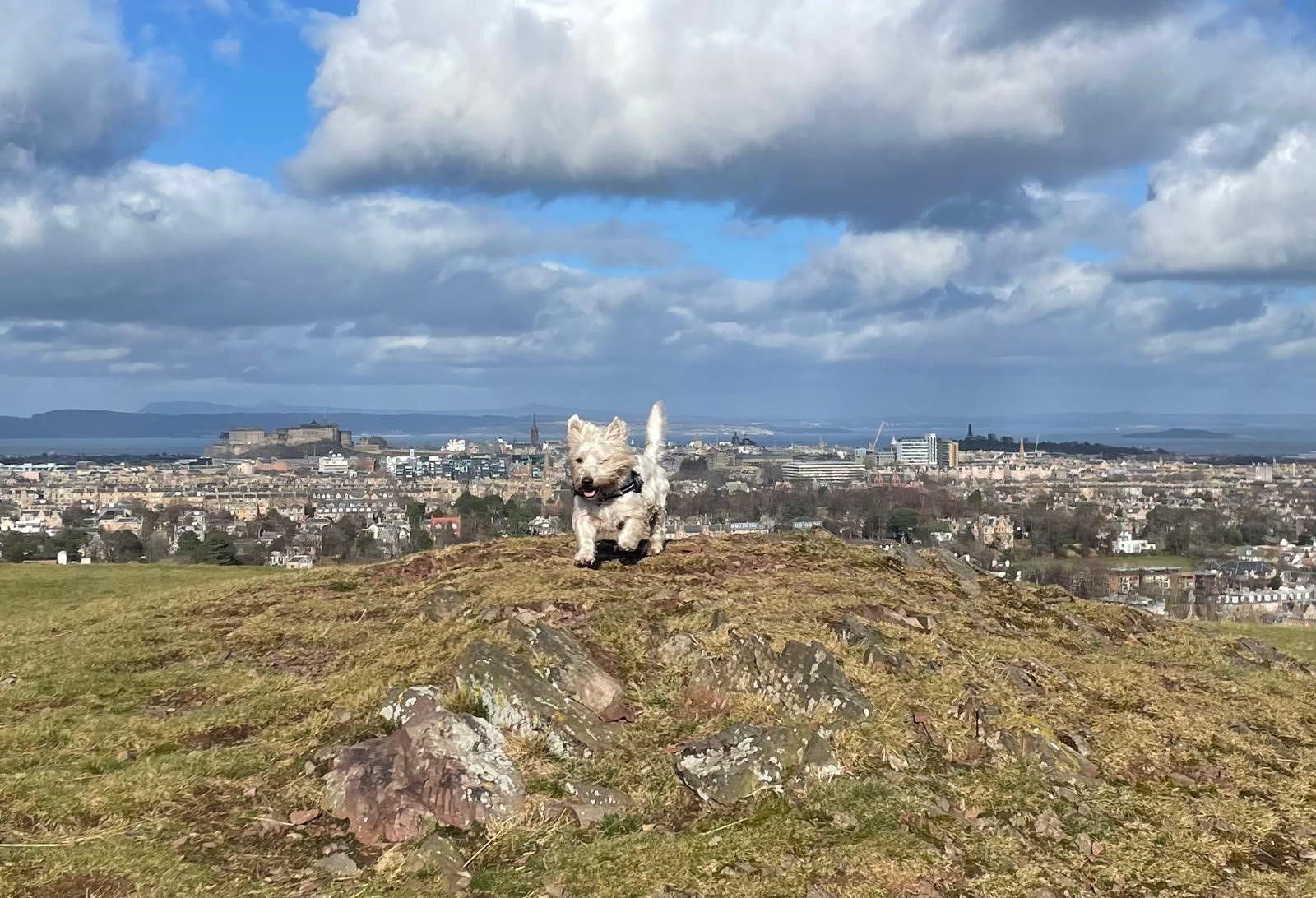 Small, white, terrier-style dog running on a hill with its fur blowing in the wind and houses in the far distance