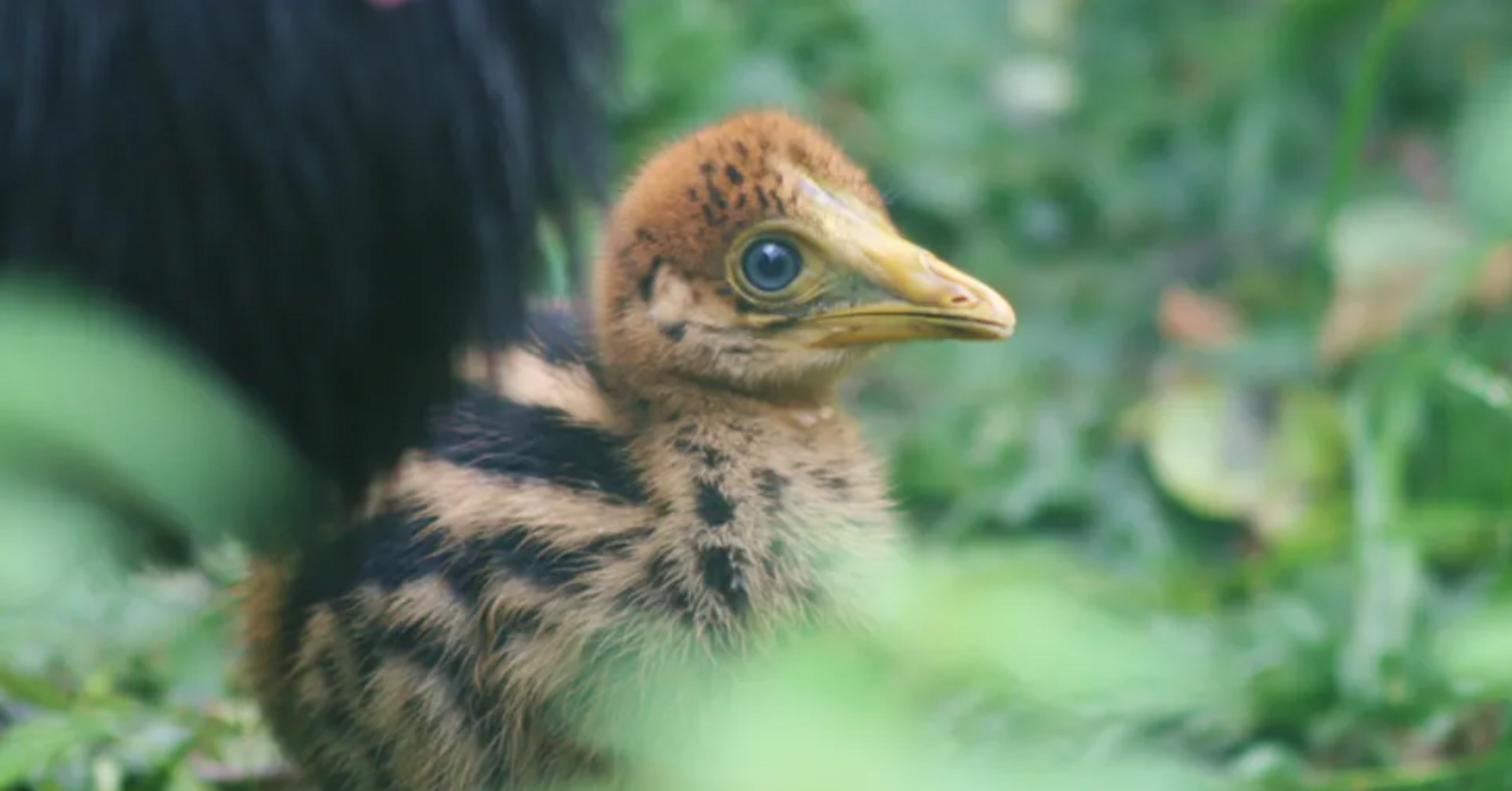 cassowary chick spotted at Birdland park 