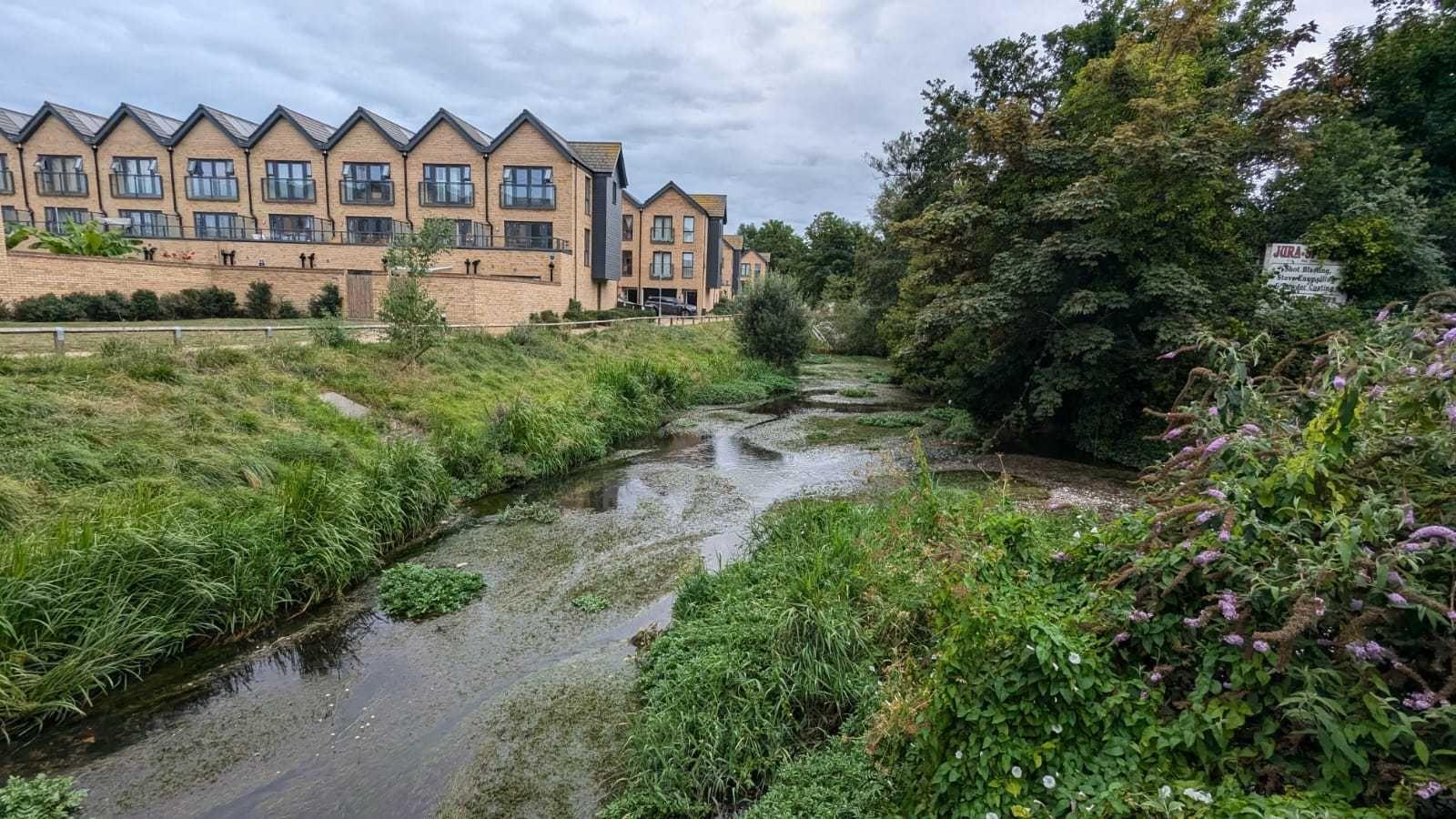 Part of the River Wandle near Goat Bridge, with residential buildings in the background to the left and trees and shrubs to the right of the river. 