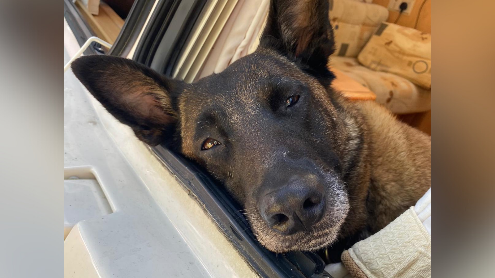 A tilted image of the Belgian Malinois RPD Fiji, a retired police dog which has had life-saving surgery after her former handler and owner noticed she wasn’t well. Fiji has black fur with specks of gold and pointy ears.