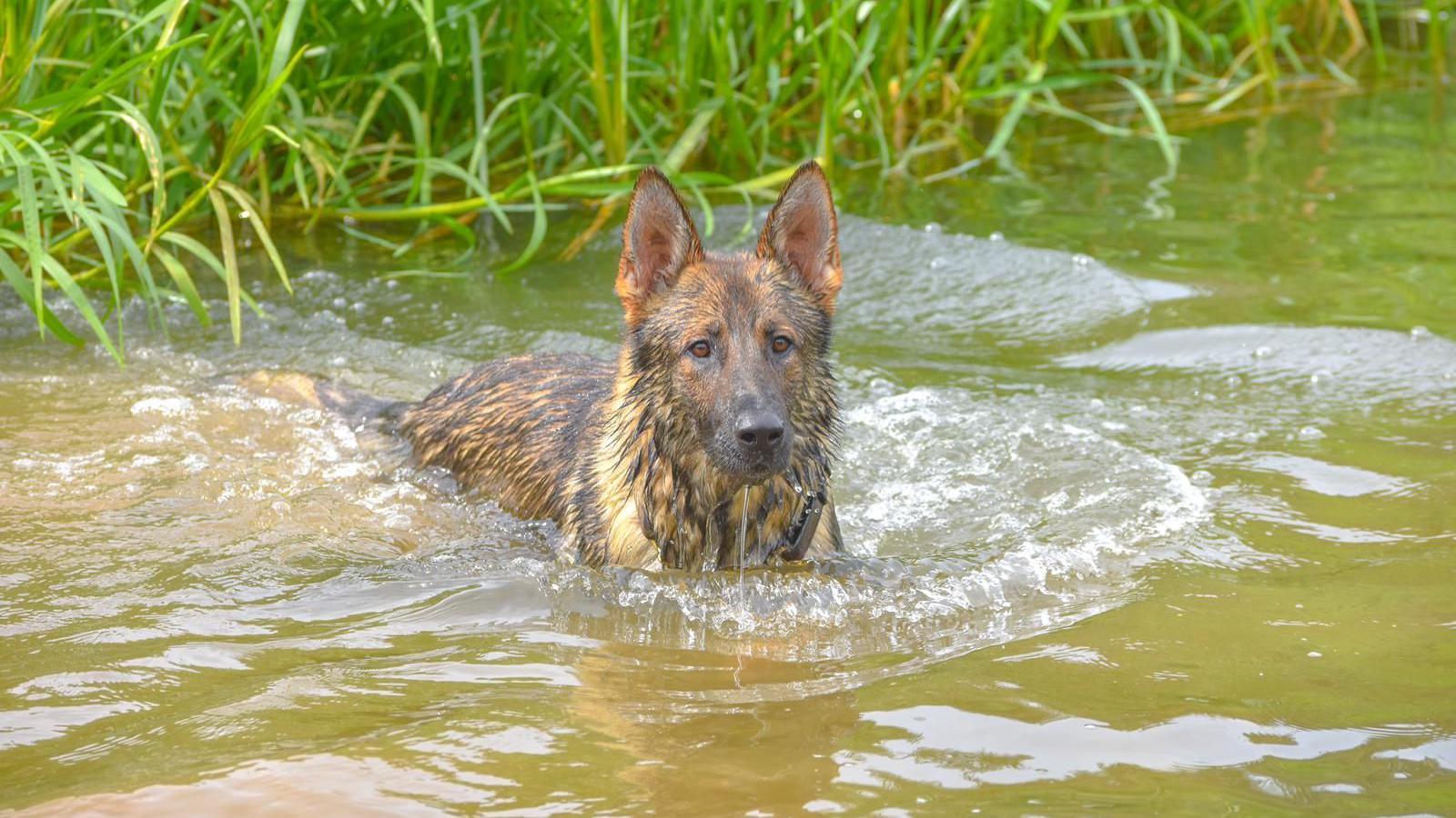 Northants: Police dog nicknamed The Bear 'puts up his paws' - BBC News