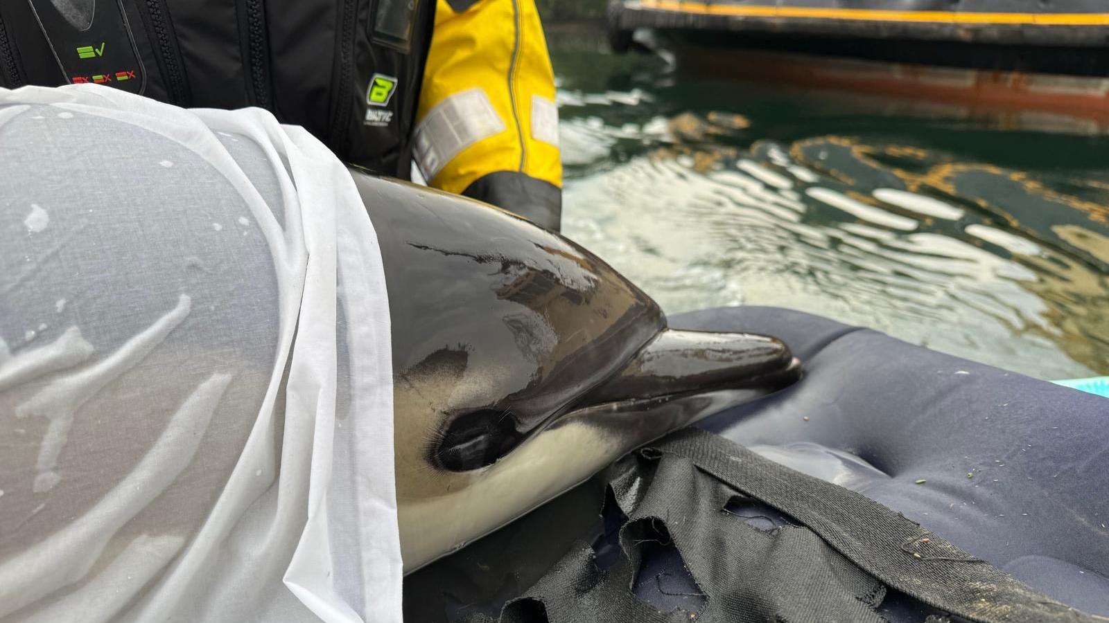 A close up of a dolphin on an inflatable. It has a white sheet on it. There is a person stood behind, wearing a lifejacket. The water is clear.