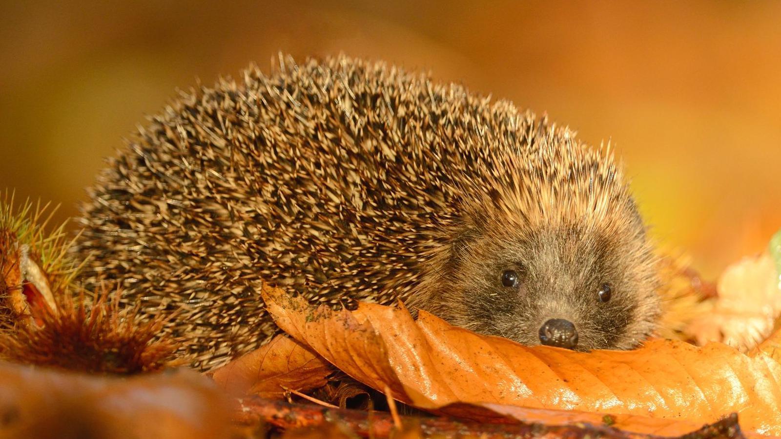 Hedgehog on autumn leaves.