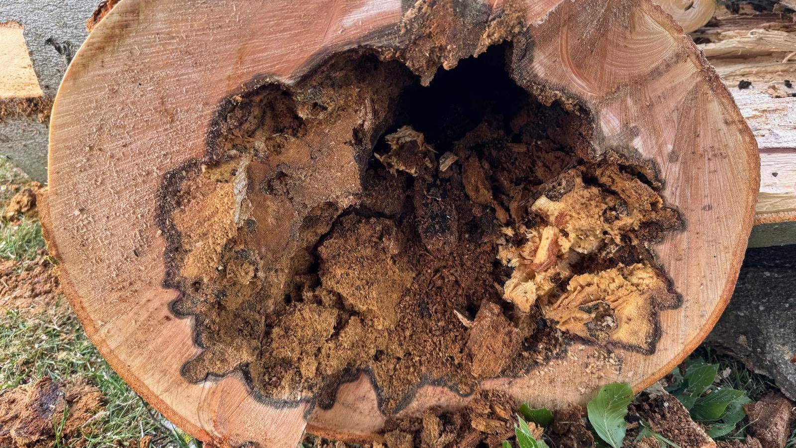 A rotten shell of a chopped down tree stump, showing it hollow in the middle. Leaves and foliage is around it.