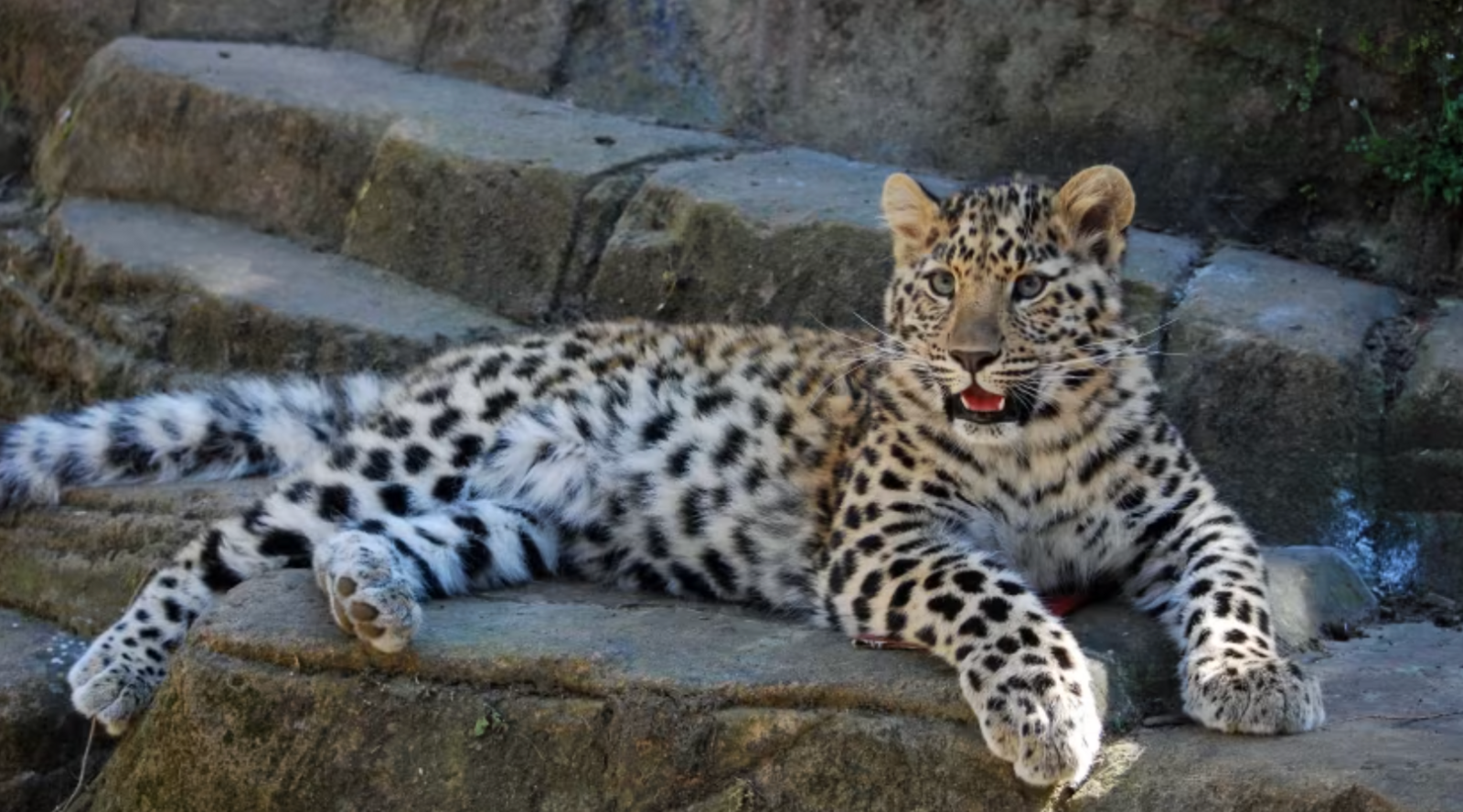 Female Amur Leopard lies on a rock 