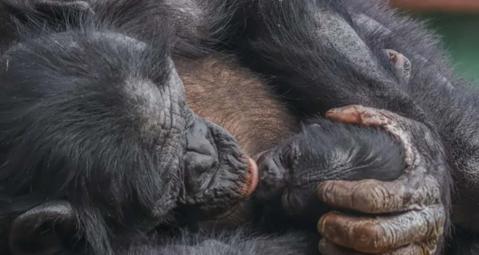 The 11-year old Bonobo holds its hand over the newborn Bonobo