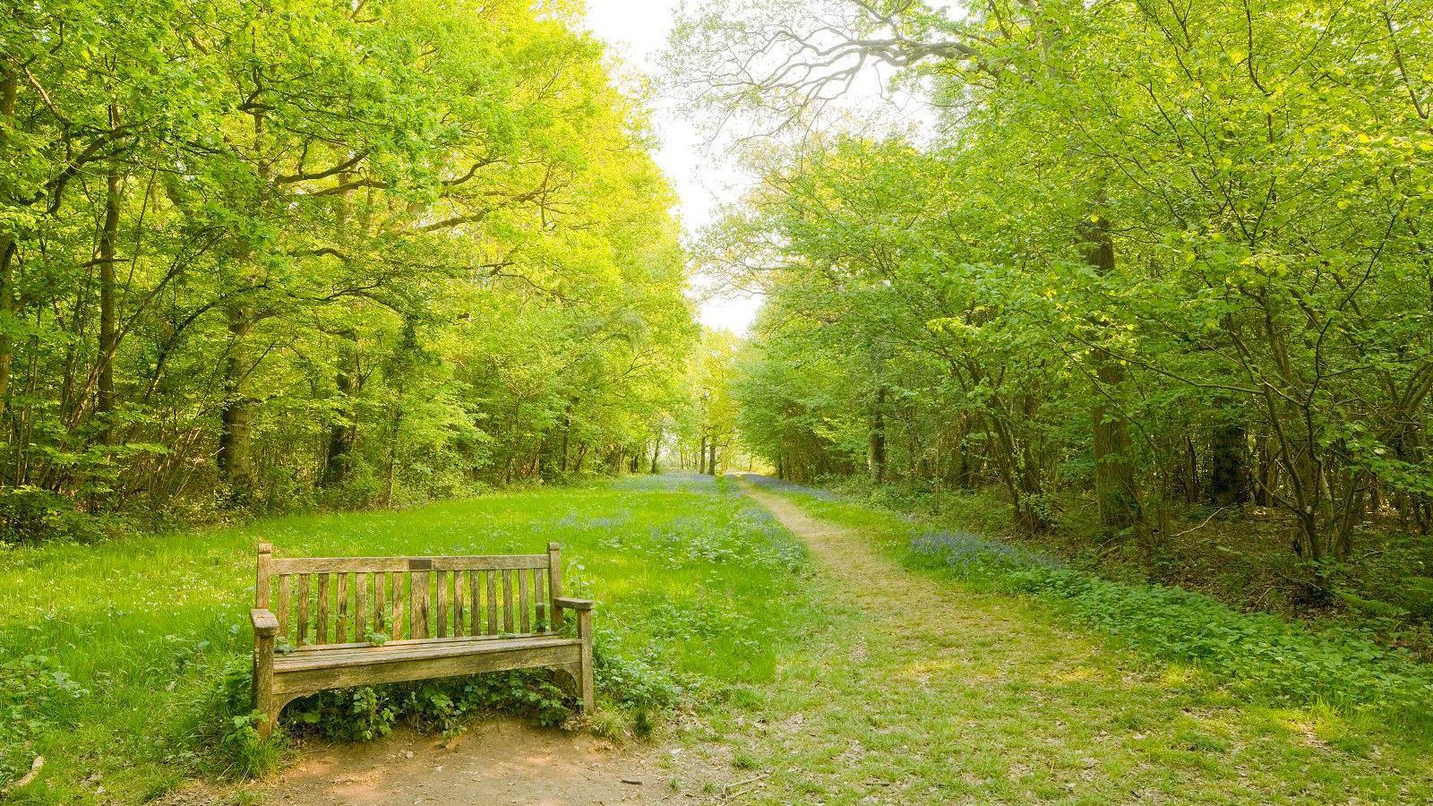 A daylight picture of a wide trackway or path through woodland, with rows of trees in full leaf on either side, looking a golden shade of green under the sunlight. The sky, over-exposed to white in the photograph, is visible in a thin patch along the middle between the two canopies. In the foreground, a wooden bench with a small memorial plaque on it, the dedication on which cannot be read, is placed to the left of the path.