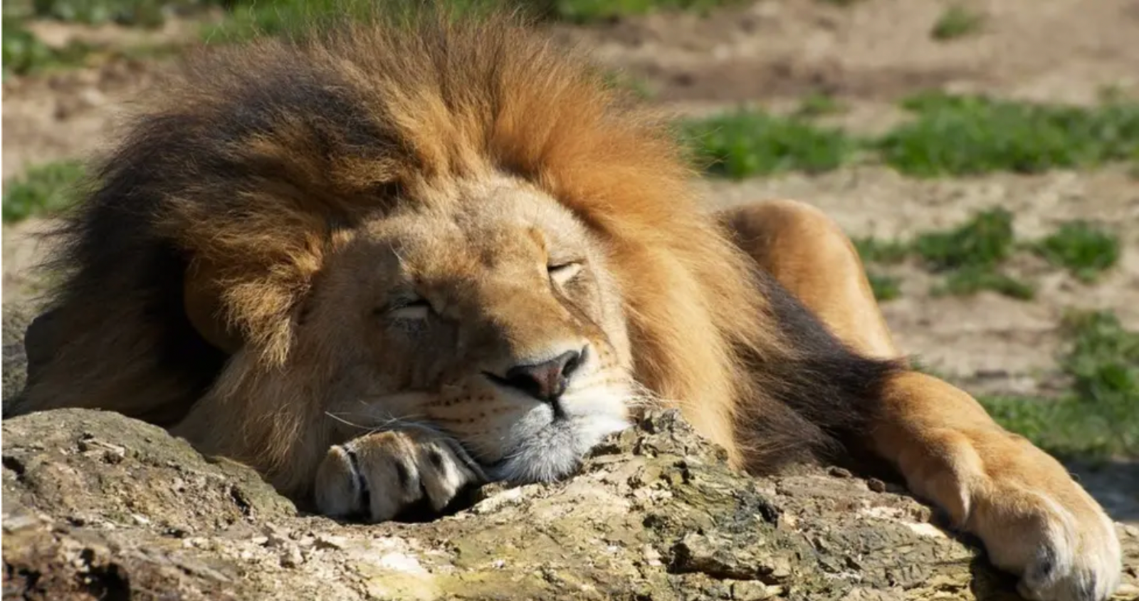 Lion sleeping