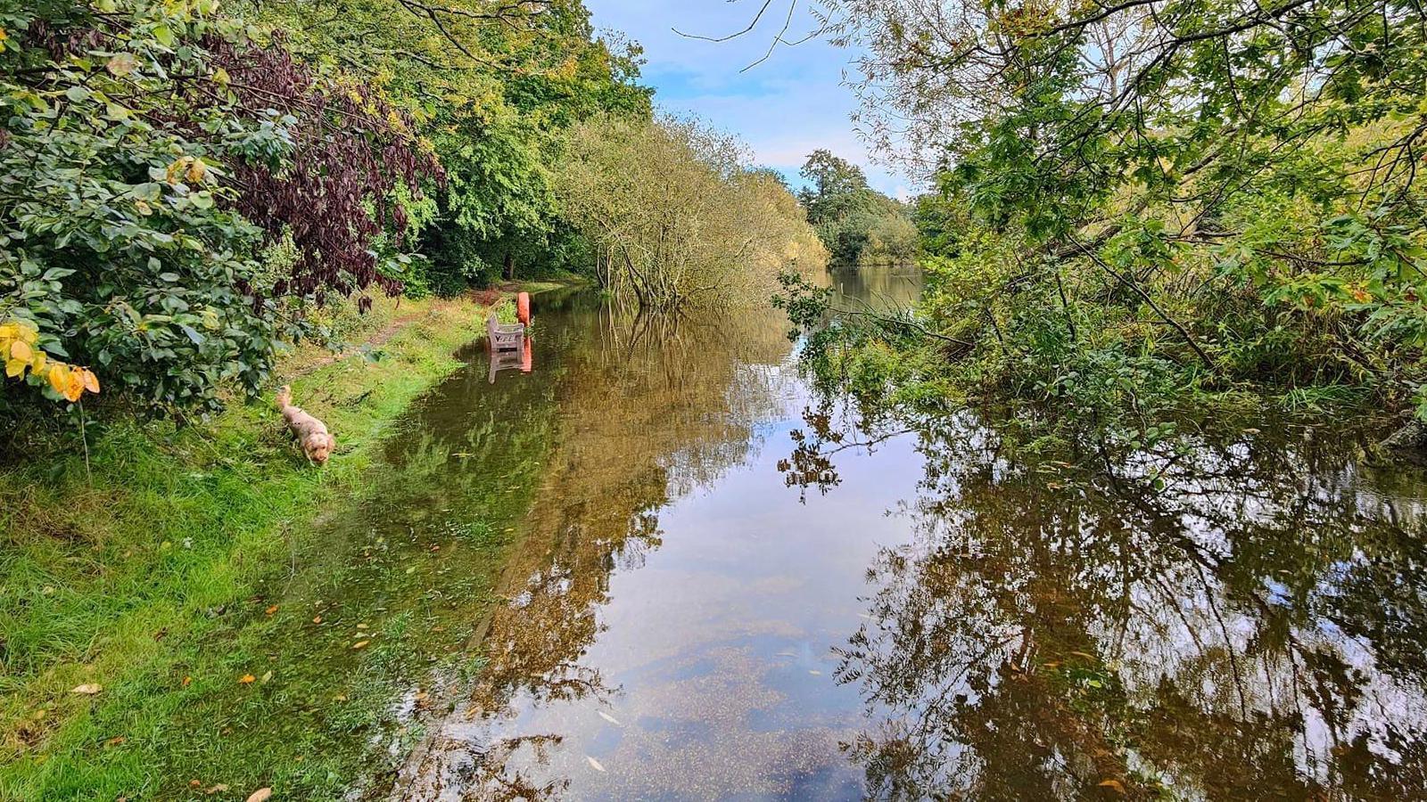 A river which has overflowed and flooded onto a grass walkway. A bench is partially submerged. A small dog is sniffing at the water's edge.